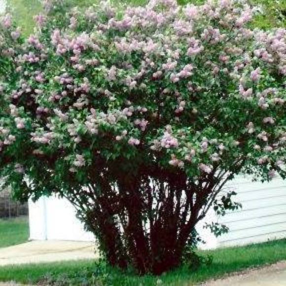 r_bloom